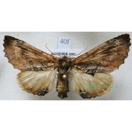 Ptilodon capucina (Linnaeus, 1758) male Wiechetka wielbłądka Czech40f